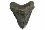 Serrated, Fossil Megalodon Tooth - Huge Tooth #158750-1